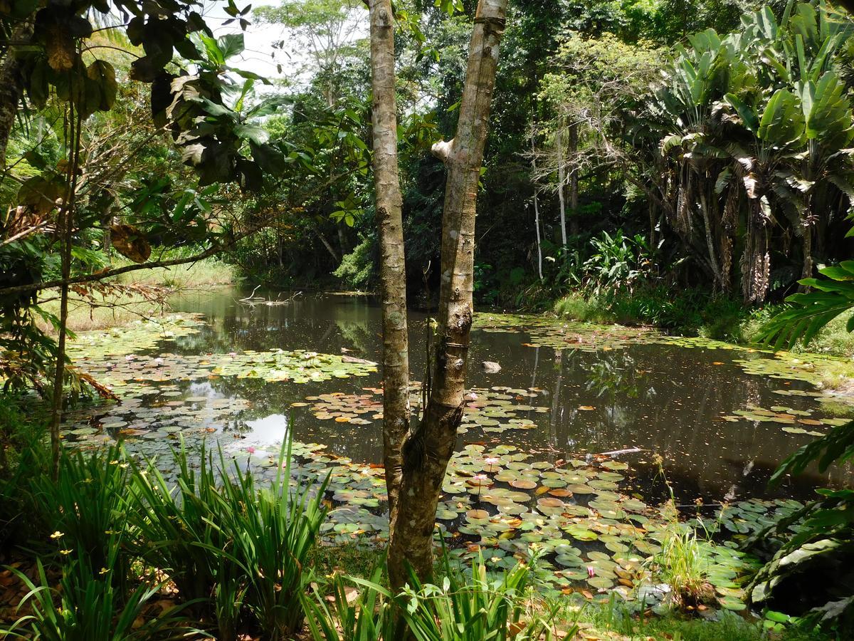 Rainforest Eco Lodge Suva Exterior photo
